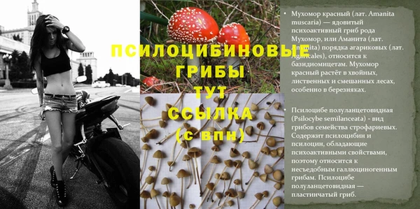 гашик Балахна